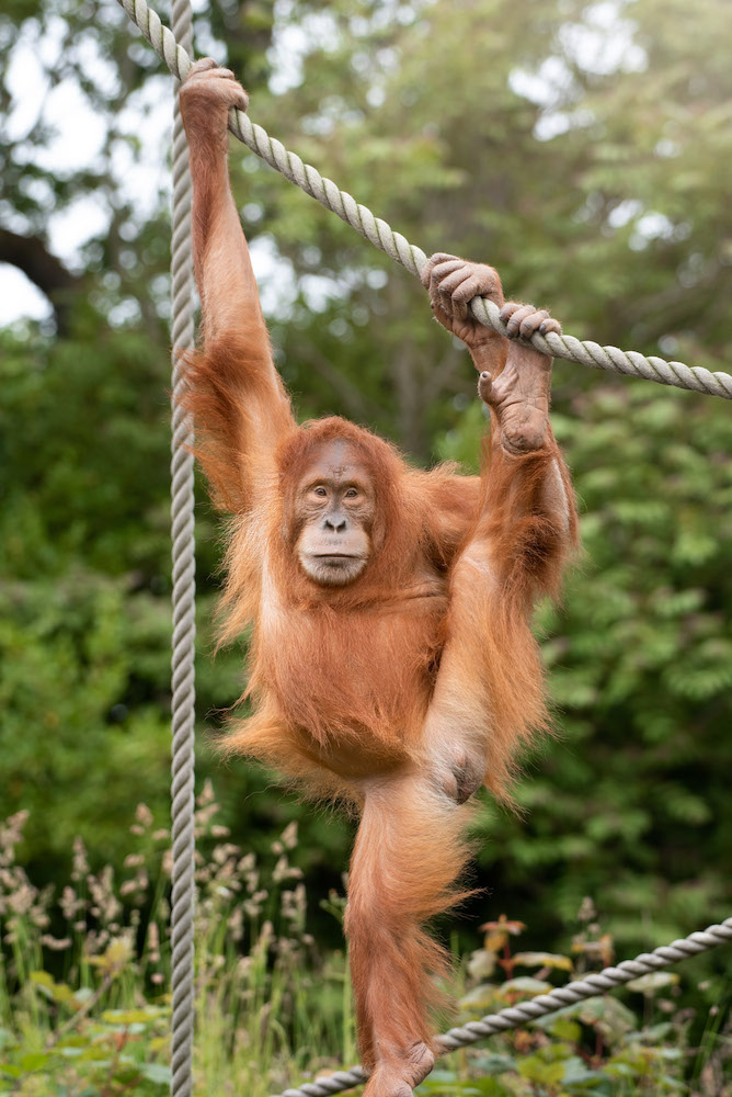Sumatran_orangutan_2021_06_Rachel_Hughes.jpeg