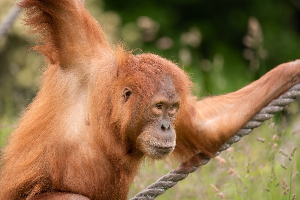 Sumatran_orangutan_2021_11_Rachel_Hughes.jpeg