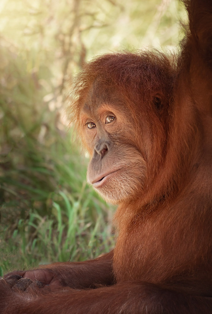 Sumatran_orangutan_2020_04_Rachel_Hughes.jpeg