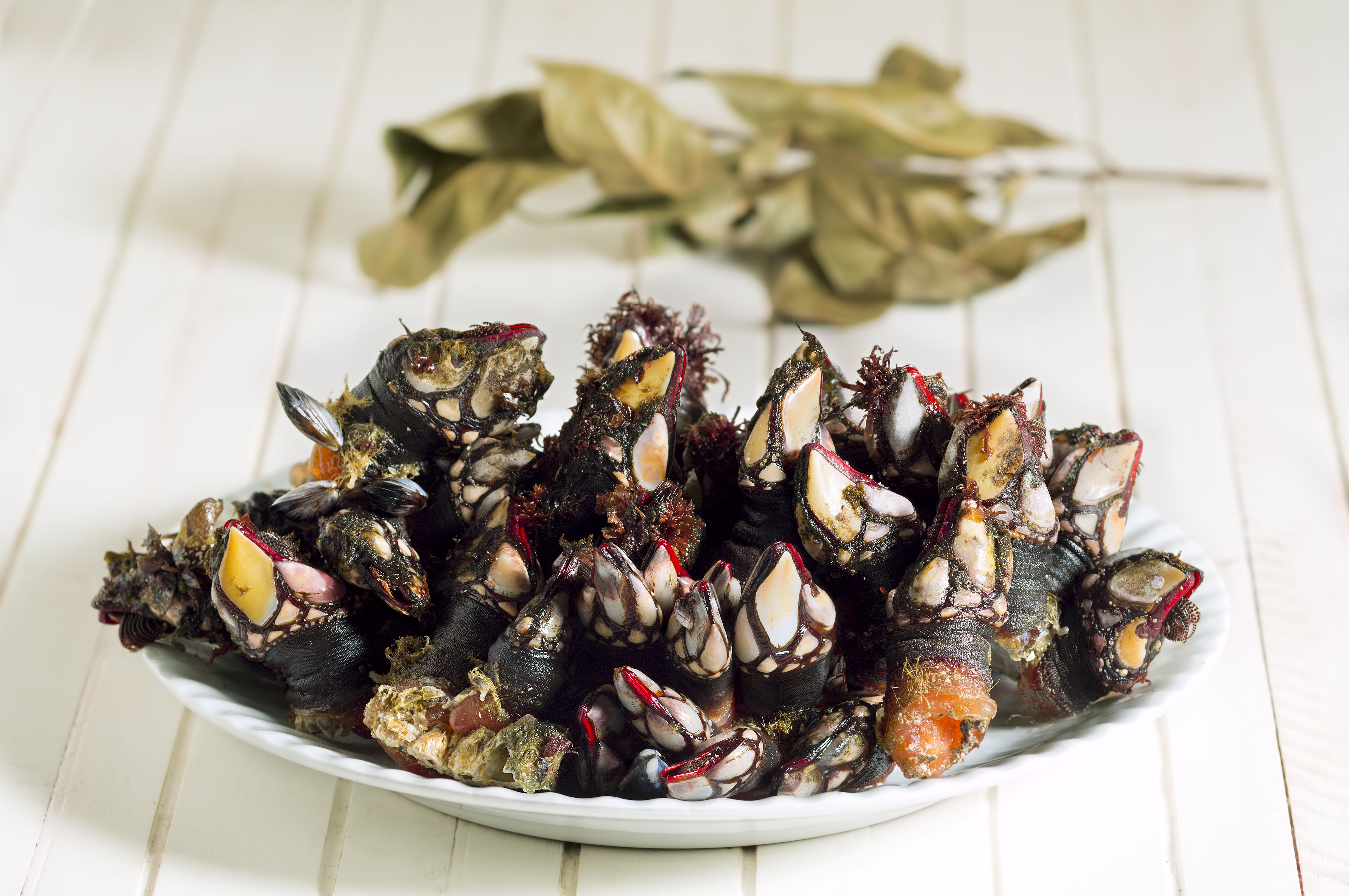 goose barnacle crustacean leaps anatifera Spanish spain delicacy gourmet seafood galicia