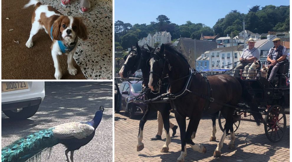 IN PICTURES: Pups, peacocks and political ponies hit polling stations