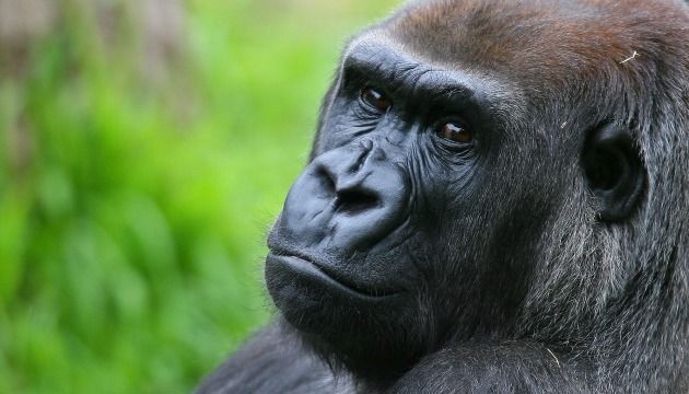 Jersey gorilla dies after attack in Melbourne