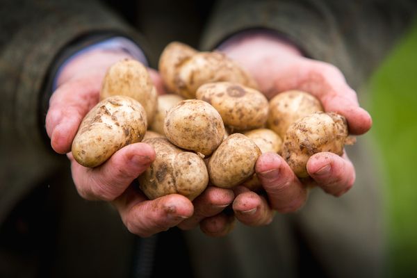 Would your potatoes get the 'Royal' stamp of approval?