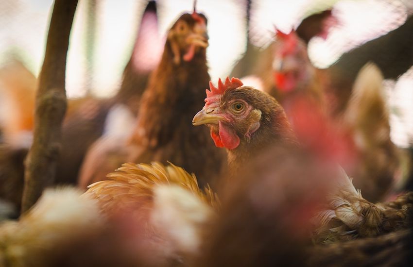 Guernsey stops poultry imports from Jersey after bird flu scare
