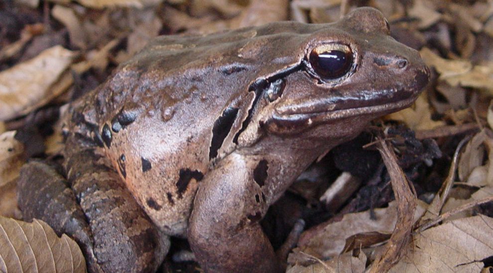 Durrell steps in to help last surviving frogs find love in the Caribbean