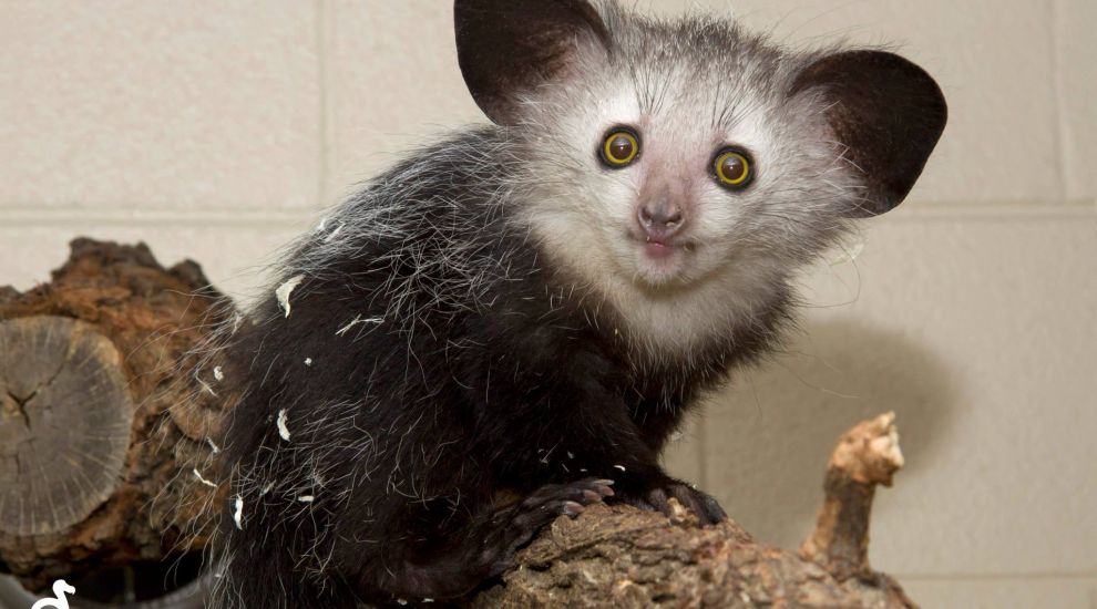 Aye-aye – look what’s coming to Durrell for Christmas!