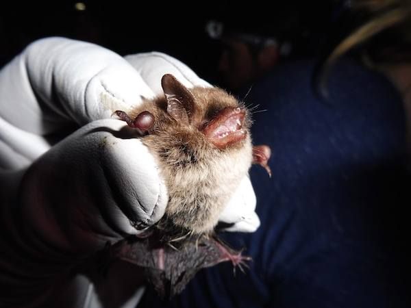 Rare new bat species swoops in to Jersey