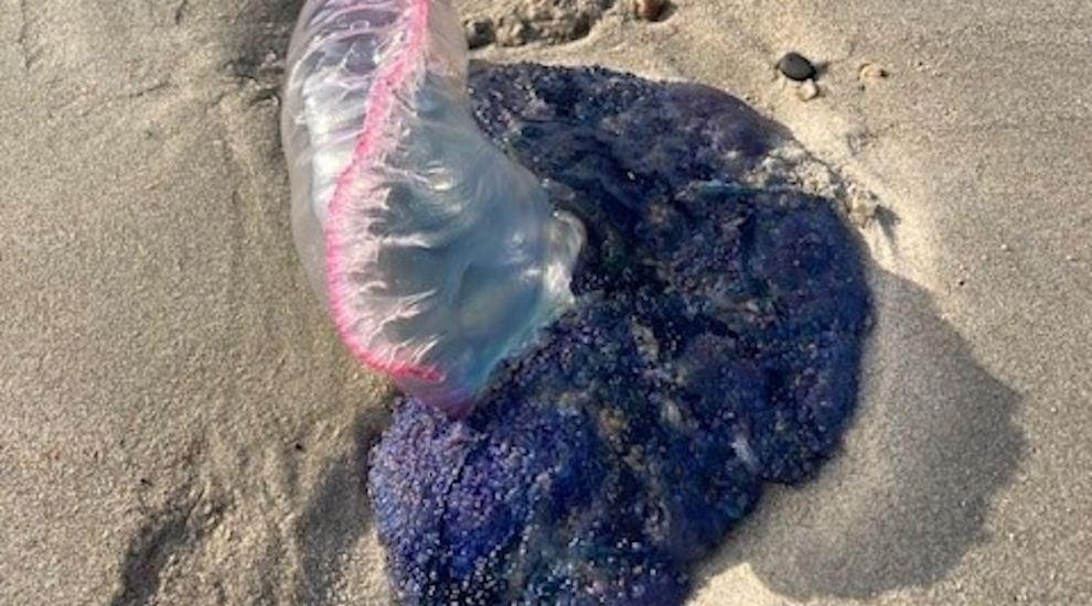 Man o' war-ning as stinger washes up in St. Ouen