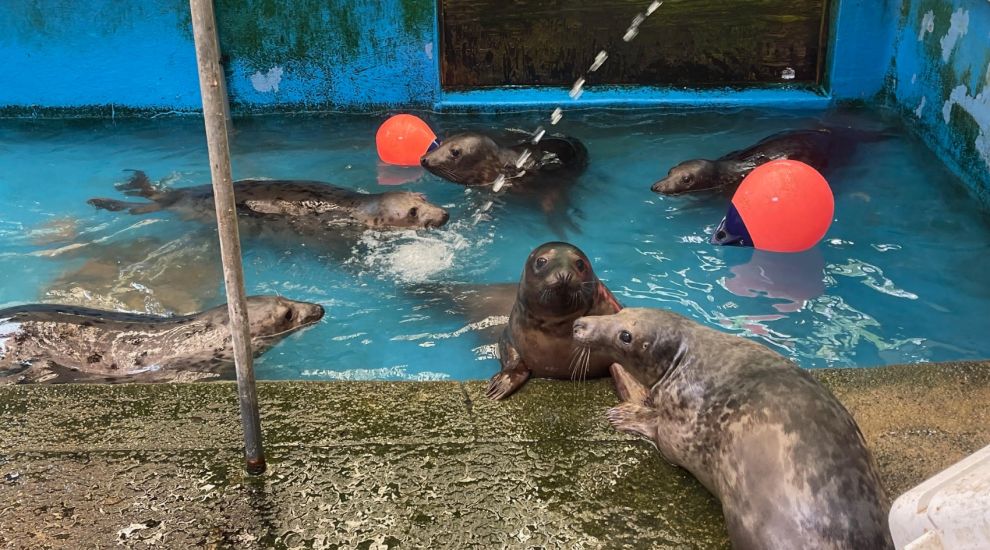 WATCH: Seal pups released back into Jersey waters