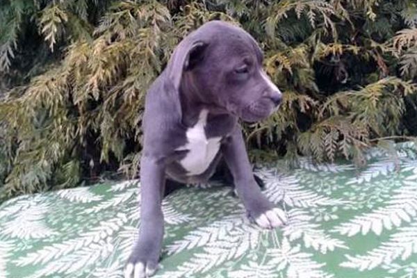 'Pitbull type' puppy to be exported