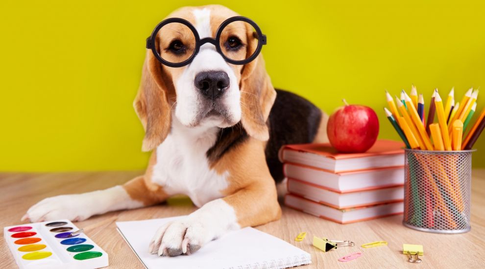 Have you ever wanted to teach your dog Jèrriais?