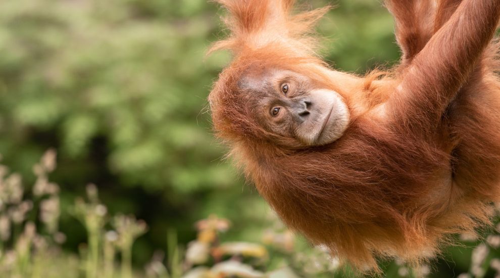 WATCH: Jersey Zoo says goodbye to 'miracle' orangutan