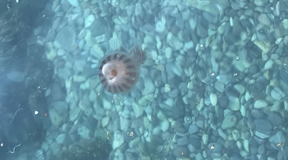 Jellyfish warning for local swimmers