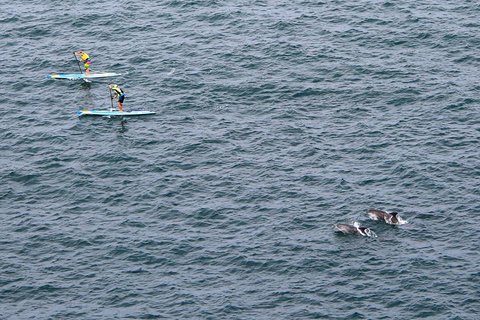Paddlers followed by dolphins