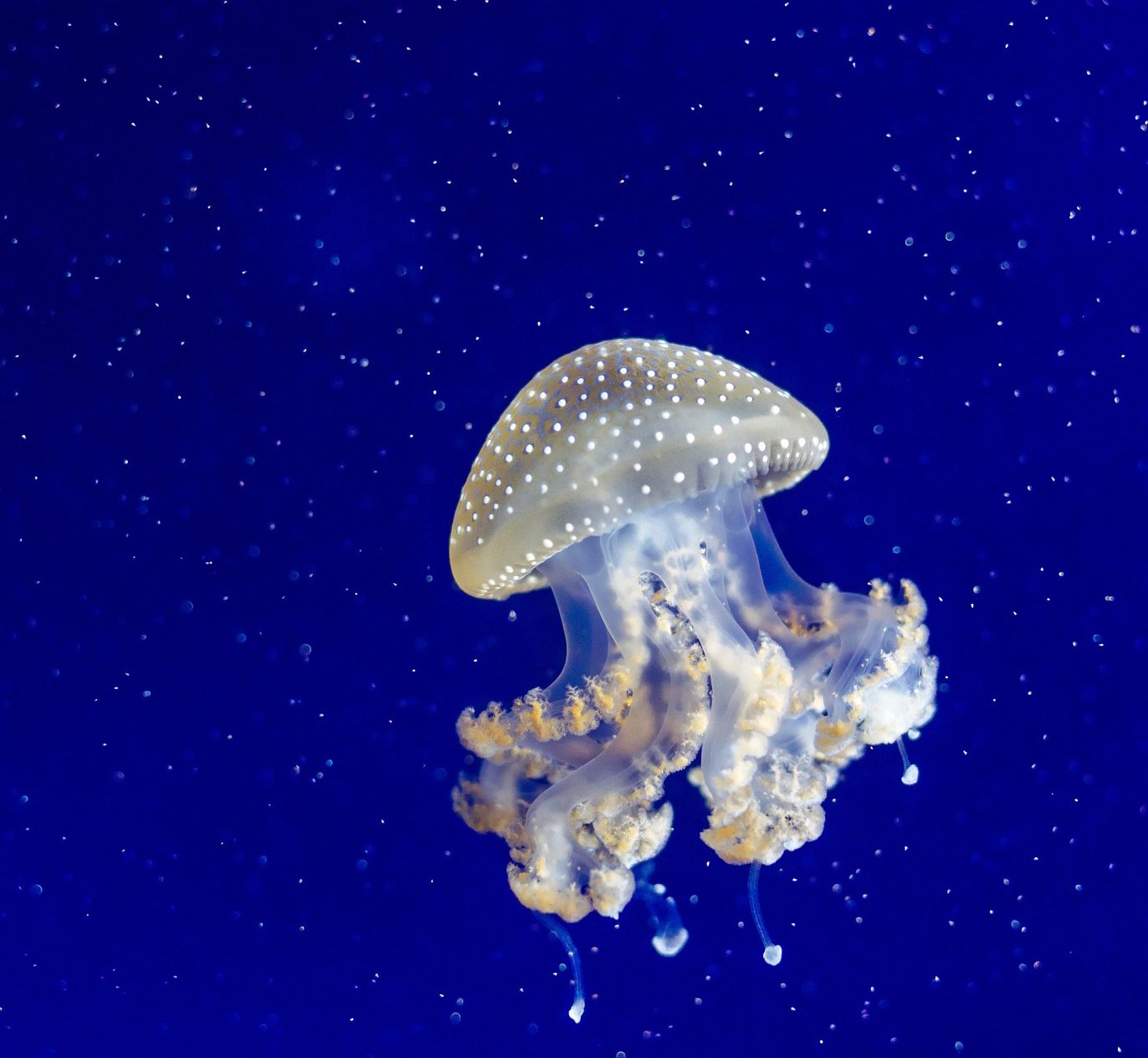 jellyfish-958250_1920.jpg