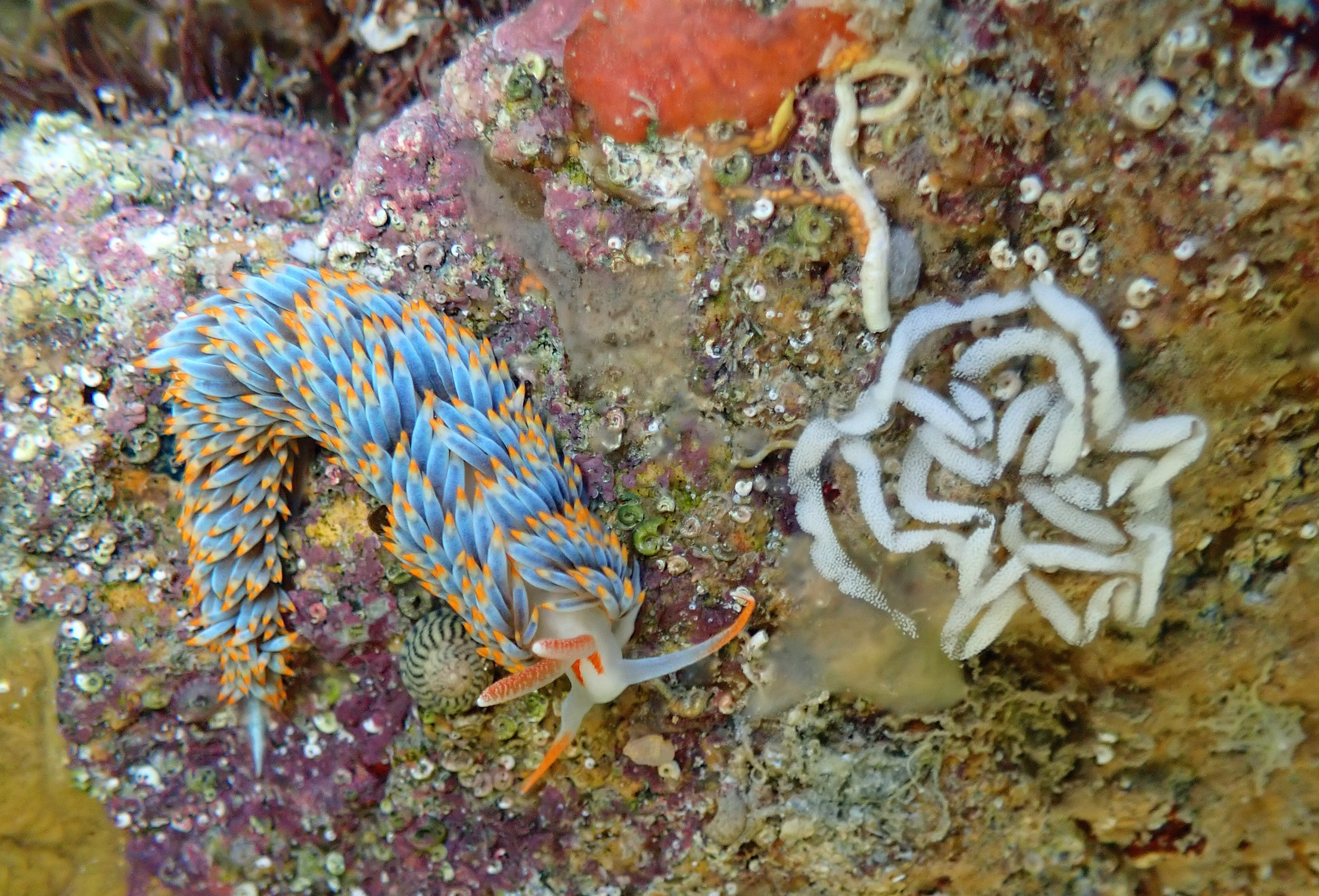 sea slug Ecrehous babies.jpg
