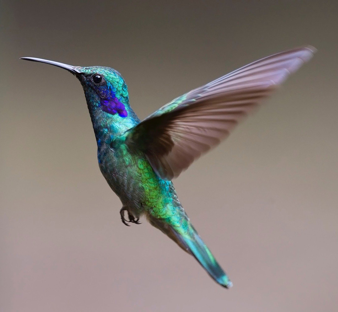 hummingbird-2139279_1920.jpg