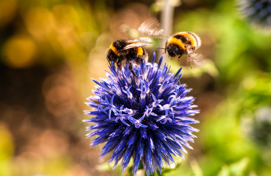 bees flower environment