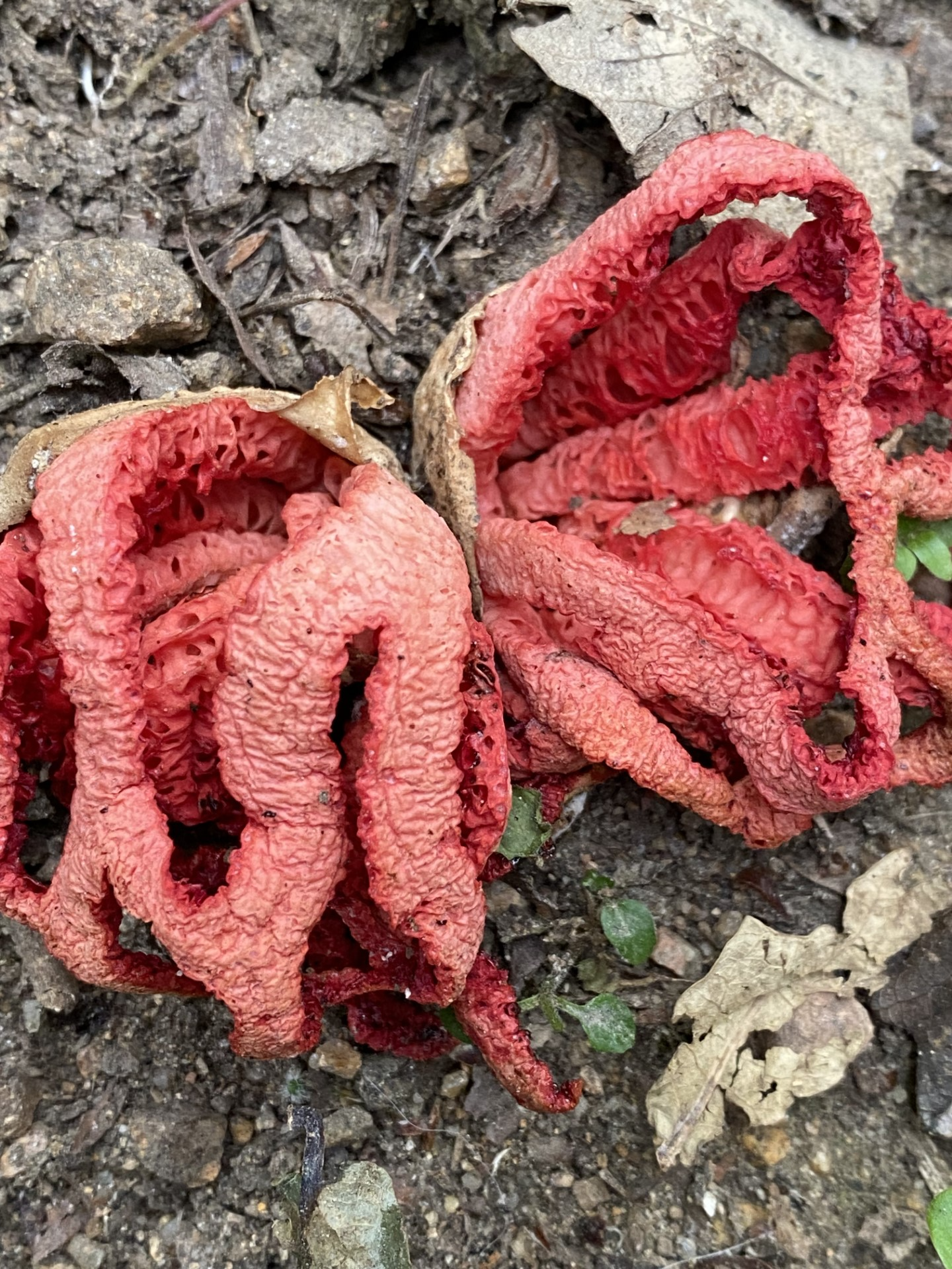 Red_Cage_Stinkhorn.png