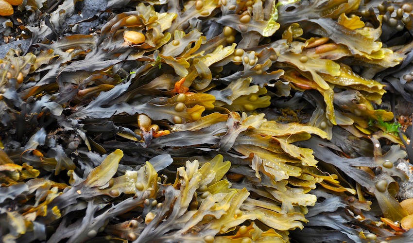 seaweed-270426_1920.jpg