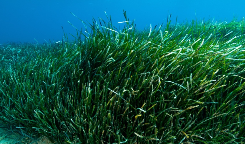 sea grass seagrass.jpg