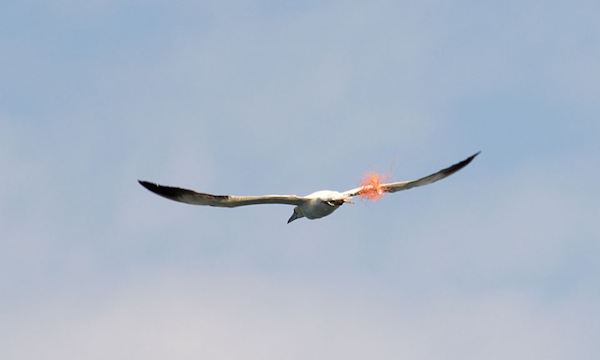 Gannet_with_fishing_wire.jpg