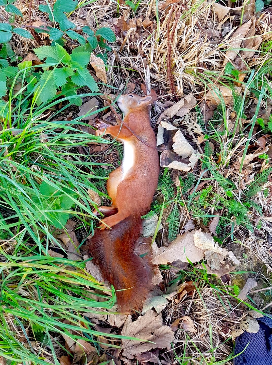 dead squirrel carlos vieira