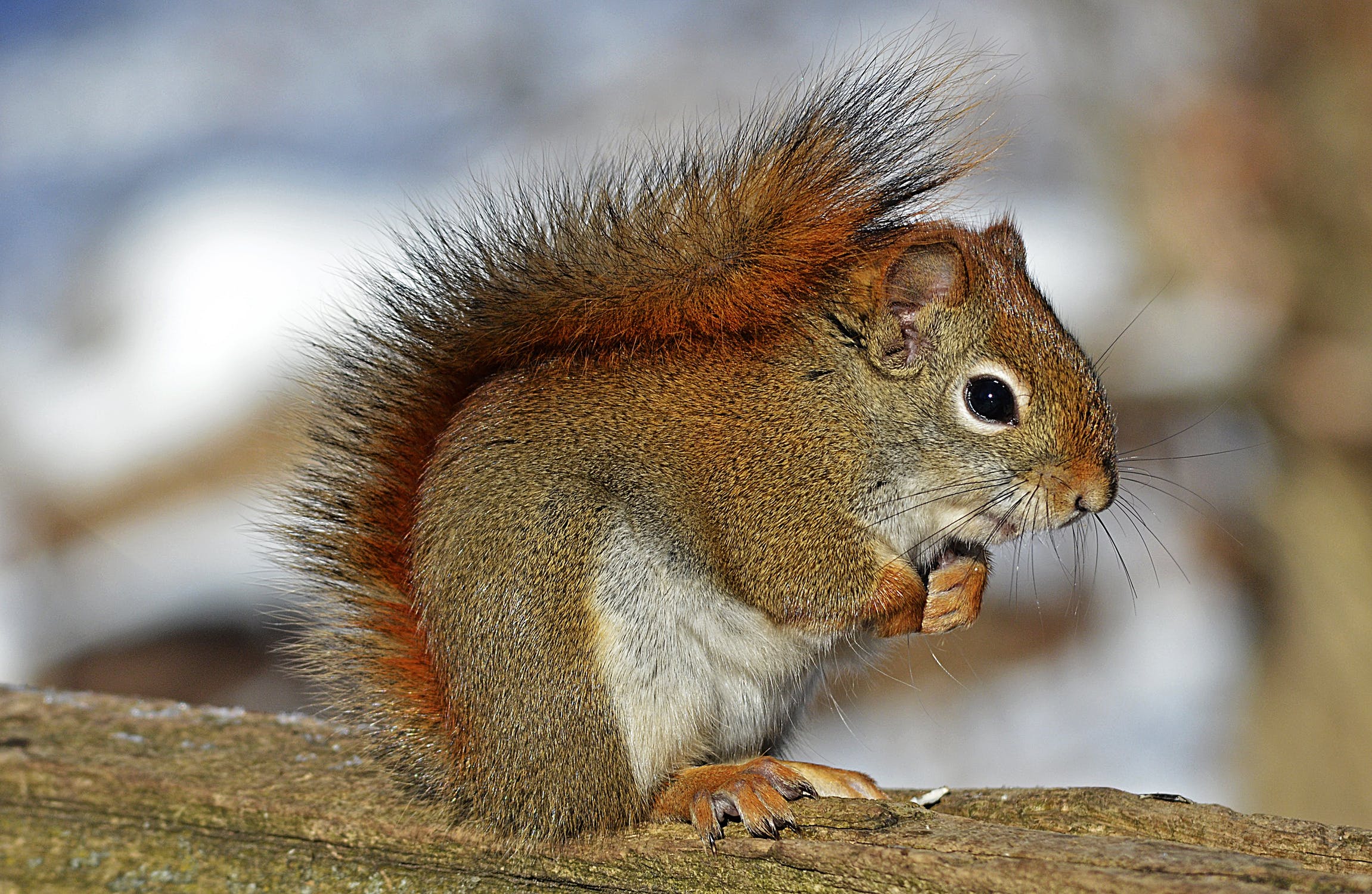 red-squirrel-rodent-nature-wildlife-40745.jpeg