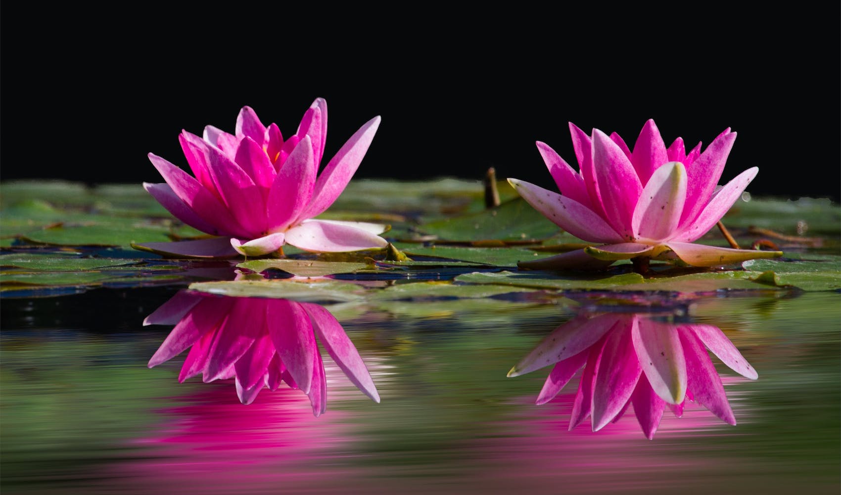 water-lilies-pink-water-lake-46231.jpg
