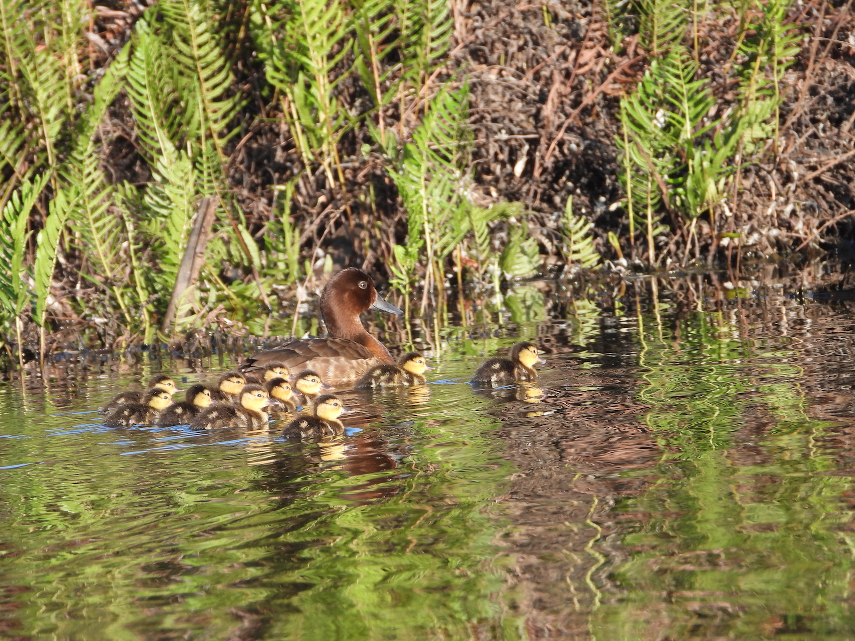 Previously_released_pochard_with_ducklings_on_Lake_Sofia_22-10-2021._Photo_Durrell.JPG