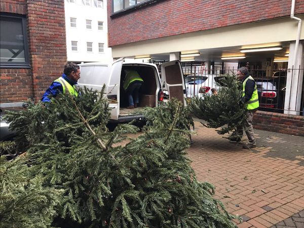 Jersey Hospice Christmas Tree Collection