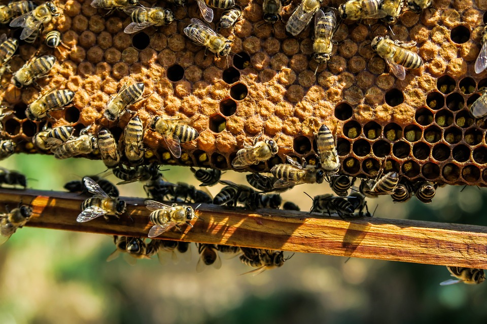 apiary beekeeping bees
