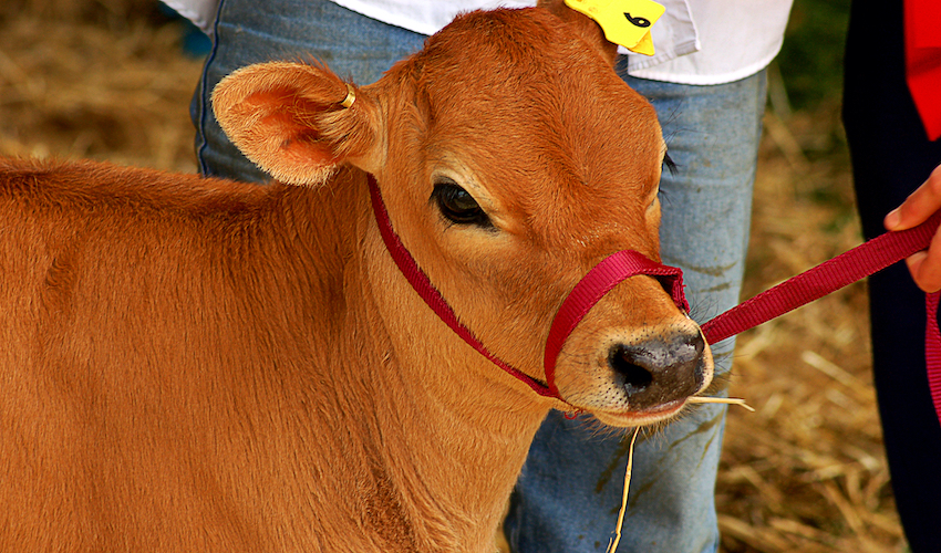 cow_cattle_calf_farm_agriculture_dairy.jpg