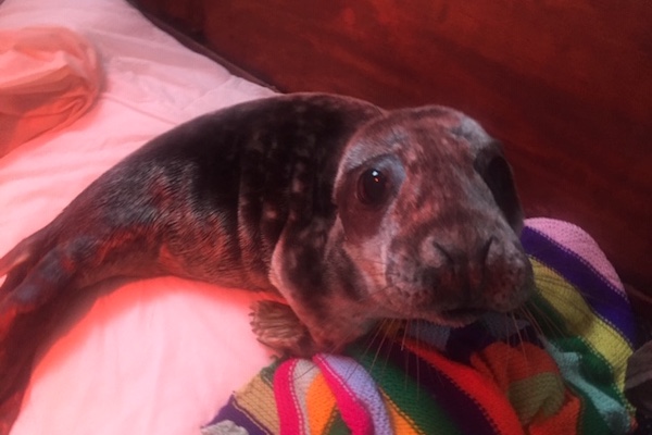 Appeal_to_help_Andrew_the_seal_pup_at_the_GSPCA_Herring_and_Mackerel_needed.JPG
