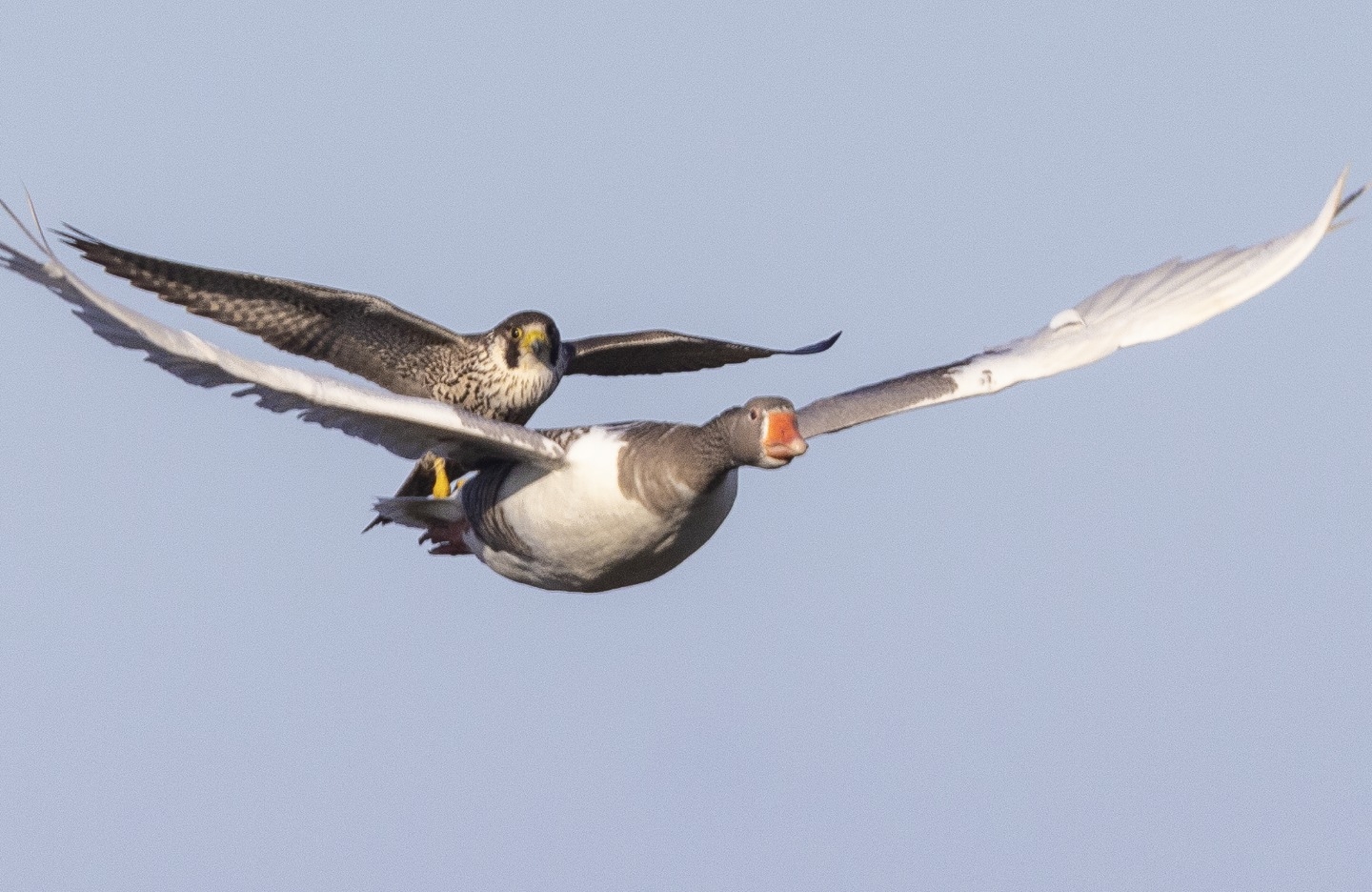 Goose hitches lift on peregrine falcon by John Ovenden.