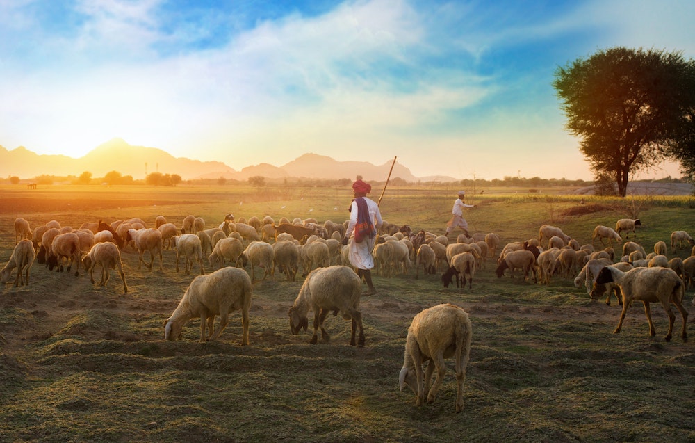 sheep_farmer.jpg