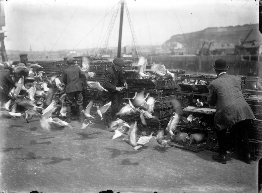 pigeons released at the harbour in 1914 Credit: Societe Jersiaise Photo Archive
