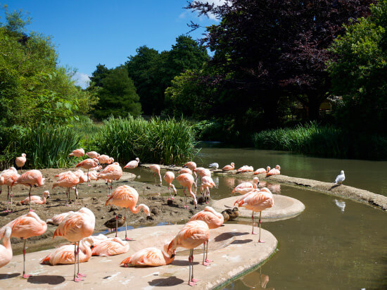 durrell-wildlife-park-flamingos.jpg