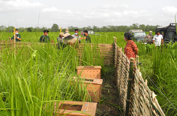 Crates_with_pygmy_hogs_arriving_at_the_release_enclosure_in_Rupahi_Bhuyanpara_Manas_on_14May20_photo_by_Goutam_Narayan_3665.jpg