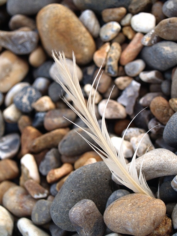 close-up-of-feather-in-rocks_t20_ng27nA.jpg
