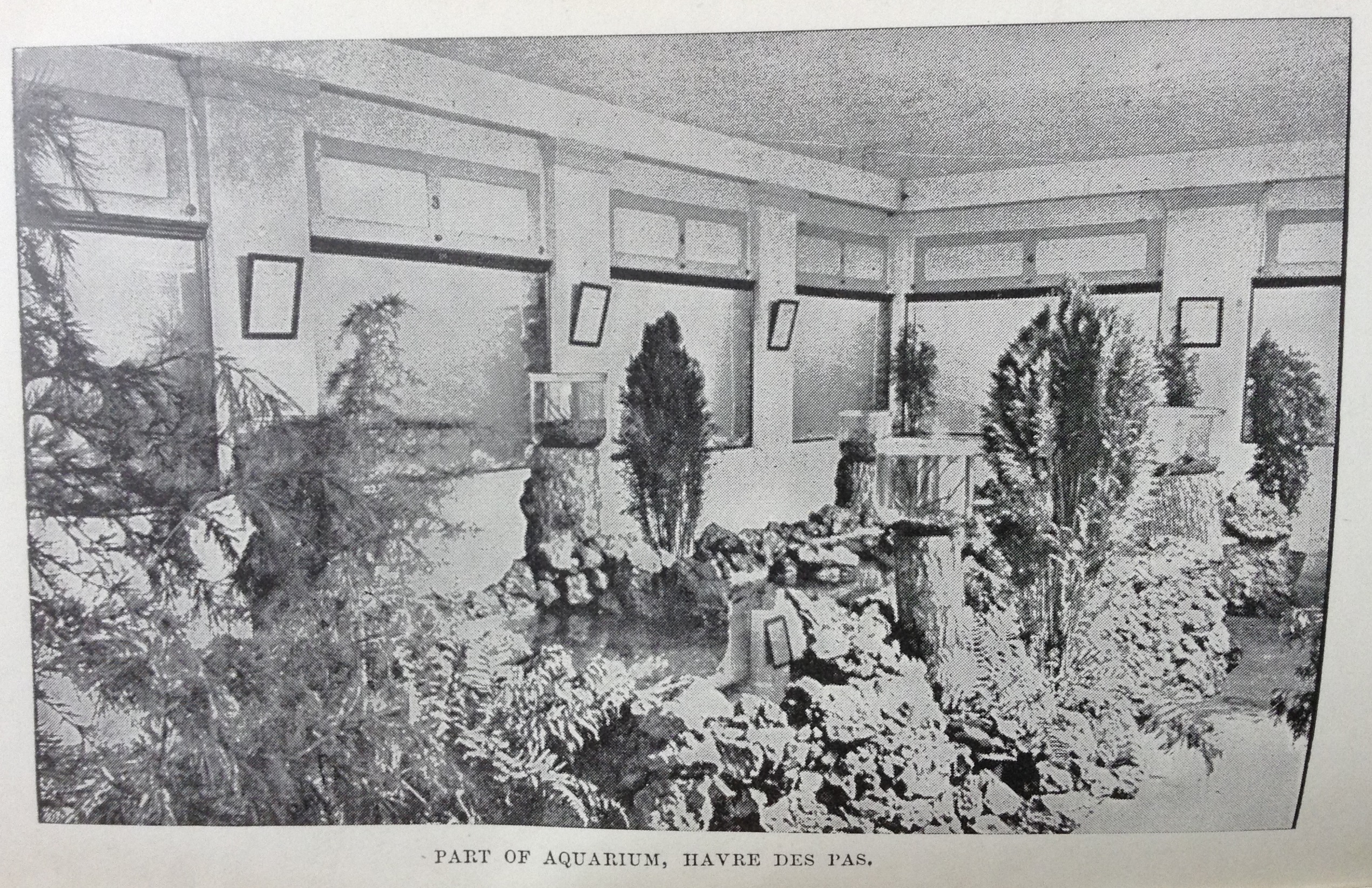 Aquarium_image_in_a_guidebook_to_the_Channel_Islands_1896_Jersey_Heritage.jpg