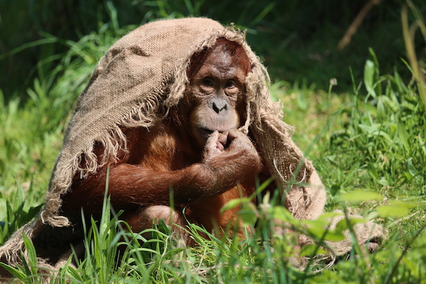 Sumatran_orangutan_at_Jersey_Zoo.JPG