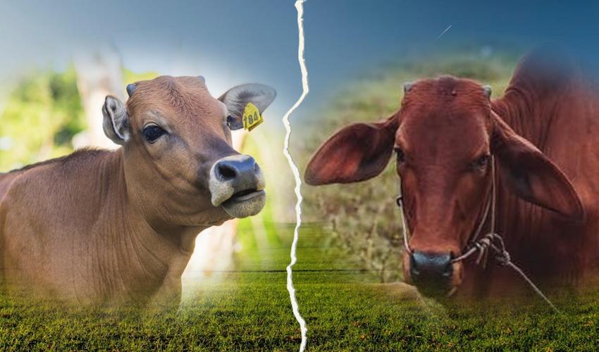 Jersey_cow_vs_indian_desi_cow.jpg