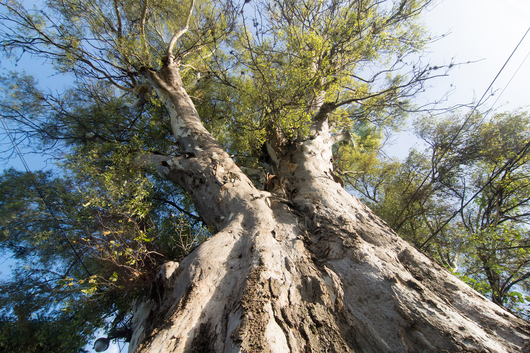 Eucalyptus_Tree.jpg