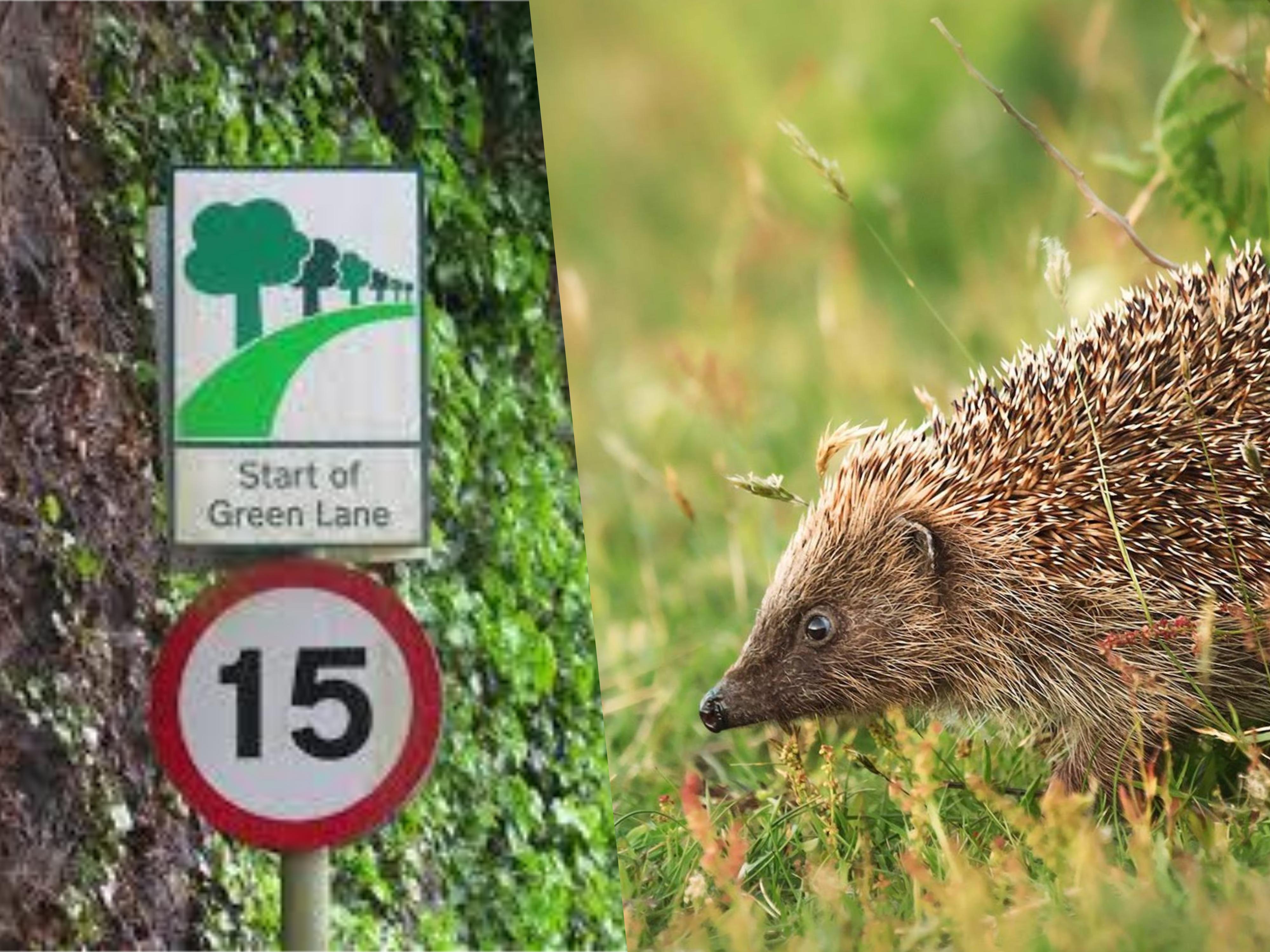 traffic signs hedgehogs