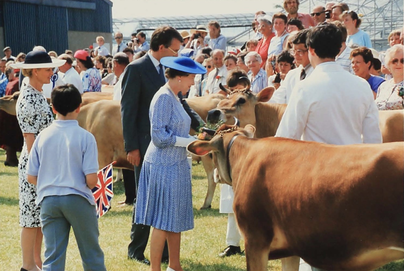 Queen-Cows-HowardDavisFarm-1989-CREDIT-JerseyHeritage.jpg