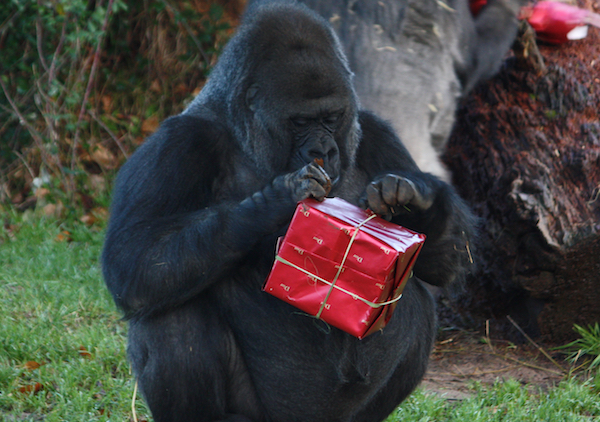 Christmas_gorilla.jpg