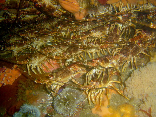 west coast rock lobster