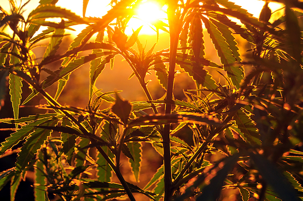 CANNABIS_web_-_silhouette-of-cannabis-plant-at-sunrise-PP6SWLV.jpg