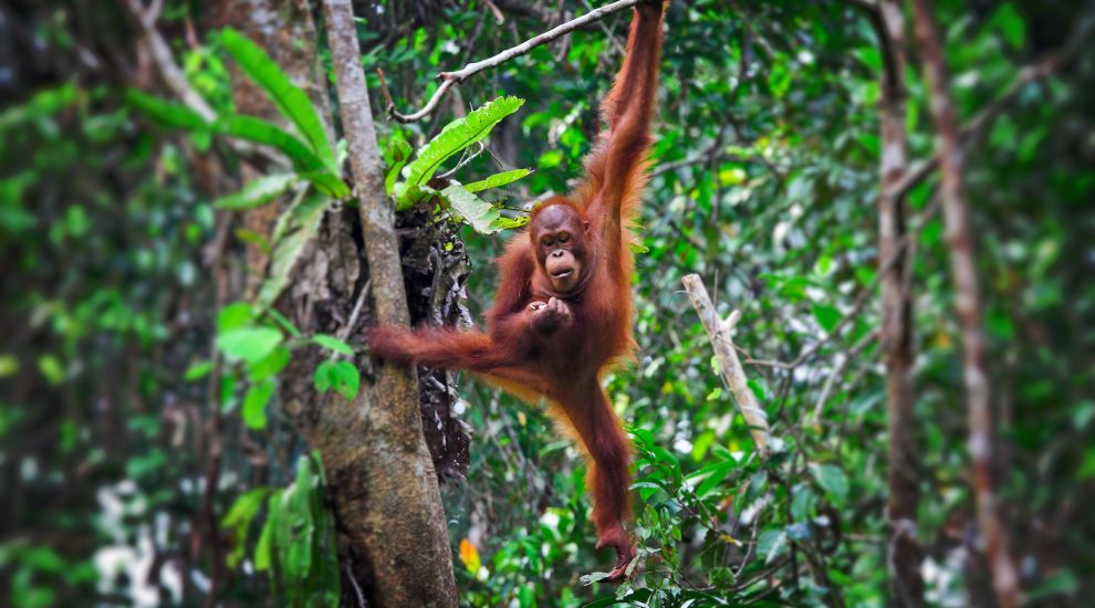 Proposals to buy Jersey-shaped patch of land in Borneo